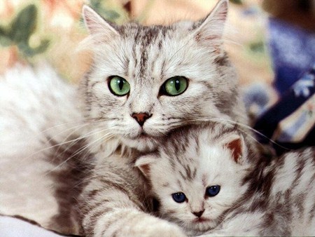 Bài thơ: Mèo mẹ và mèo con